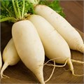 Редис Белый Гигант семена 20 шт + Советы по Посеву + Подарок 10139