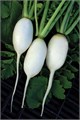 Редис Белый Гигант семена 20 шт + Советы по Посеву + Подарок 10139
