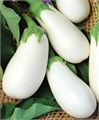 Белый Баклажан семена 20 шт + Советы по Посеву + Подарок 10140