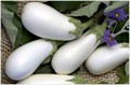 Белый Баклажан семена 20 шт + Советы по Посеву + Подарок 10140