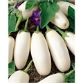Белый Баклажан семена 20 шт + Советы по Посеву + Подарок 10140