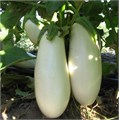 Белый Баклажан семена 20 шт + Советы по Посеву + Подарок 10140