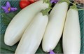 Белый Баклажан семена 20 шт + Советы по Посеву + Подарок 10140