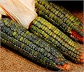 Оаксаканская Зеленая Кукуруза семена 5 шт + Бонус + Рекомендации по проращиванию 10157