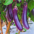Пурпуная Обезьяна Тайский Баклажан семена 5 шт + Бонус + Рекомендации по посеву БЕСПЛАТНО! 10158
