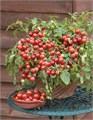 Томат Черри Комнатный Красный семена более 10 шт + Бонус + Рекомендации по посеву БЕСПЛАТНО! 10168
