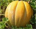 Дыня Эфиопка семена 5шт + Бонус + Рекомендации по посеву БЕСПЛАТНО! 10174