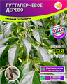 Гуттаперчевое Дерево семена 5 шт + Бонус + Инструкции по посеву БЕСПЛАТНО! 10200