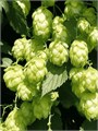 ХМЕЛЬ Обыкновенный Семена 20шт + Бонус + Рекомендации по посеву БЕСПЛАТНО! 10205