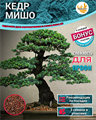 Кедр МИШО-Семена для Бонсай 3 шт + Бонус + Рекомендации по посеву БЕСПЛАТНО! 10206