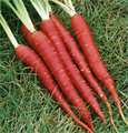 Морковь Красная семена 20шт + Бонус + Рекомендации по посеву БЕСПЛАТНО! 10211