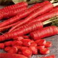 Морковь Красная семена 20шт + Бонус + Рекомендации по посеву БЕСПЛАТНО! 10211