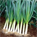 Сегун Лук-Порей семена 15шт + Бонус + Рекомендации по посадке БЕСПЛАТНО! 10212