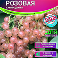 Смородина Розовая семена 10шт + Бонус + Рекомендации по проращиванию БЕСПЛАТНО 10213