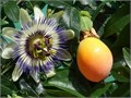Гранадилла Самая Сладкая Комнатная семена 5 шт + Бонус + Рекомендации по посадке 10219