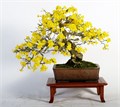 Табебуйя Желтая БОНСАЙ Комнатная Семена 5 шт + Бонус + Рекомендации по посеву БЕСПЛАТНО! 10221