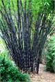 Бамбук Черный МОСО морозостойкий Семена 5 шт + Бонус + Рекомендации по посеву БЕСПЛАТНО! 10225