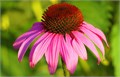 Эхинацея Пурпурная Лекарственная Семена 15 шт + Бонус + Рекомендации по посеву БЕСПЛАТНО! 10230