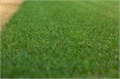 Газон НИЗКОРОСЛЫЙ семена 100г на 3,5кв.м. + Бонус + Рекомендации по посадке БЕСПЛАТНО! 10235