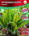 Щавель Кровавая Мэри семена 20 шт + Бонус + Рекомендации по проращиванию 10031