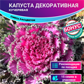 Капуста Декоративная Кучерявая Семена 15 шт + Бонус + Рекомендации по посеву БЕСПЛАТНО! 10243