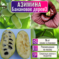 Азимина Банановое Дерево Семена 5 шт + Бонус + Рекомендации по посадке! 10245