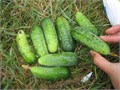 Деревенский Огурчик Корнишон семена 30шт + Бонус + Рекомендации по посеву БЕСПЛАТНО! 10250