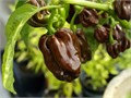 Хабанеро "Горький Шоколад" Перец Чили семена 5 шт + Бонус + Рекомендации по посеву БЕСПЛАТНО! 10258