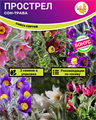 Прострел Сон-Трава Смесь Сортов семена 3 шт + Бонус + Рекомендации по посеву БЕСПЛАТНО! 10264