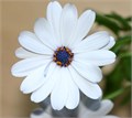 Синеглазая Ромашка Остеоспермум семена 10 шт + Бонус + Рекомендации по посеву БЕСПЛАТНО! 10269