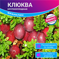 Клюква Крупноплодная Франклин семена 10 шт + Бонус + Рекомендации по посадке! 10272