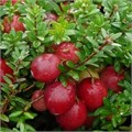 Клюква Крупноплодная Франклин семена 10 шт + Бонус + Рекомендации по посадке! 10272