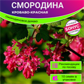 Смородина Кроваво-Красная семена 10 шт Ribes sanguineum + Бонус + Рекомендации по проращиванию БЕСПЛАТНО 10273