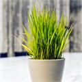 Лемонграсс Цимбопогон Вырасти на Подоконнике семена 15 шт + Бонус + Рекомендации по проращиванию БЕСПЛАТНО 10277
