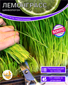Лемонграсс Цимбопогон Вырасти на Подоконнике семена 15 шт + Бонус + Рекомендации по проращиванию БЕСПЛАТНО 10277