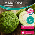 Оранжевая Маклюра семена 5 шт + Бонус + Рекомендации по проращиванию БЕСПЛАТНО 10289