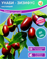 Унаби Зизифус Настоящий семена 5 шт + Бонус + Рекомендации по проращиванию БЕСПЛАТНО 10290