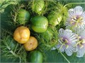 Гранадилла Карликовая Комнатная семена 3 шт + Бонус + Рекомендации по посадке 10035