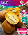 Золотой Киви Самый Сладкий семена 10 шт + Бонус + Рекомендации по проращиванию БЕСПЛАТНО 10297