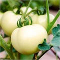 Белый Томат семена 10 шт Своя Грядка + Бонус + Рекомендации по посеву БЕСПЛАТНО! 10304