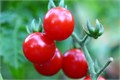 Карамелька Томат-Черри семена 10 шт Своя Грядка + Бонус + Рекомендации по посеву БЕСПЛАТНО! 10311