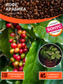 Комнатный Кофе Арабика семена 3 шт + Бонус + Рекомендации по проращиванию БЕСПЛАТНО 10313