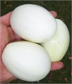 Огурец-Лимон Хрустальное Яблоко семена 5шт + Бонус + Рекомендации по посеву БЕСПЛАТНО! 10315