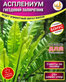 ПАПОРОТНИК Асплениум Гнездовой Семена 20 шт + Бонус + Рекомендации по посеву БЕСПЛАТНО! 10037