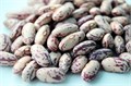 Фасоль Пятнистая Кустовая семена 10 шт Своя Грядка + Бонус + Рекомендации по посеву БЕСПЛАТНО! 10325