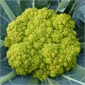 Цветная Капуста Салатовая семена 10 шт + Бонус + Рекомендации по посеву БЕСПЛАТНО! 10330