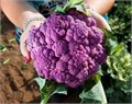 Цветная Капуста Пурпурная семена 10 шт + Бонус + Рекомендации по посеву БЕСПЛАТНО! 10331