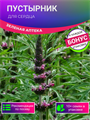 Пустырник для Сердца семена 10шт + Бонус + Рекомендации по посеву БЕСПЛАТНО! 10338