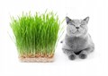 Зелень для Кошек семена более 50 шт + Бонус + Рекомендации по посеву БЕСПЛАТНО! 10340