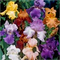 Ирис Бородатый Смесь Окрасок семена 10шт + Бонус + Рекомендации по посадке БЕСПЛАТНО! 10345